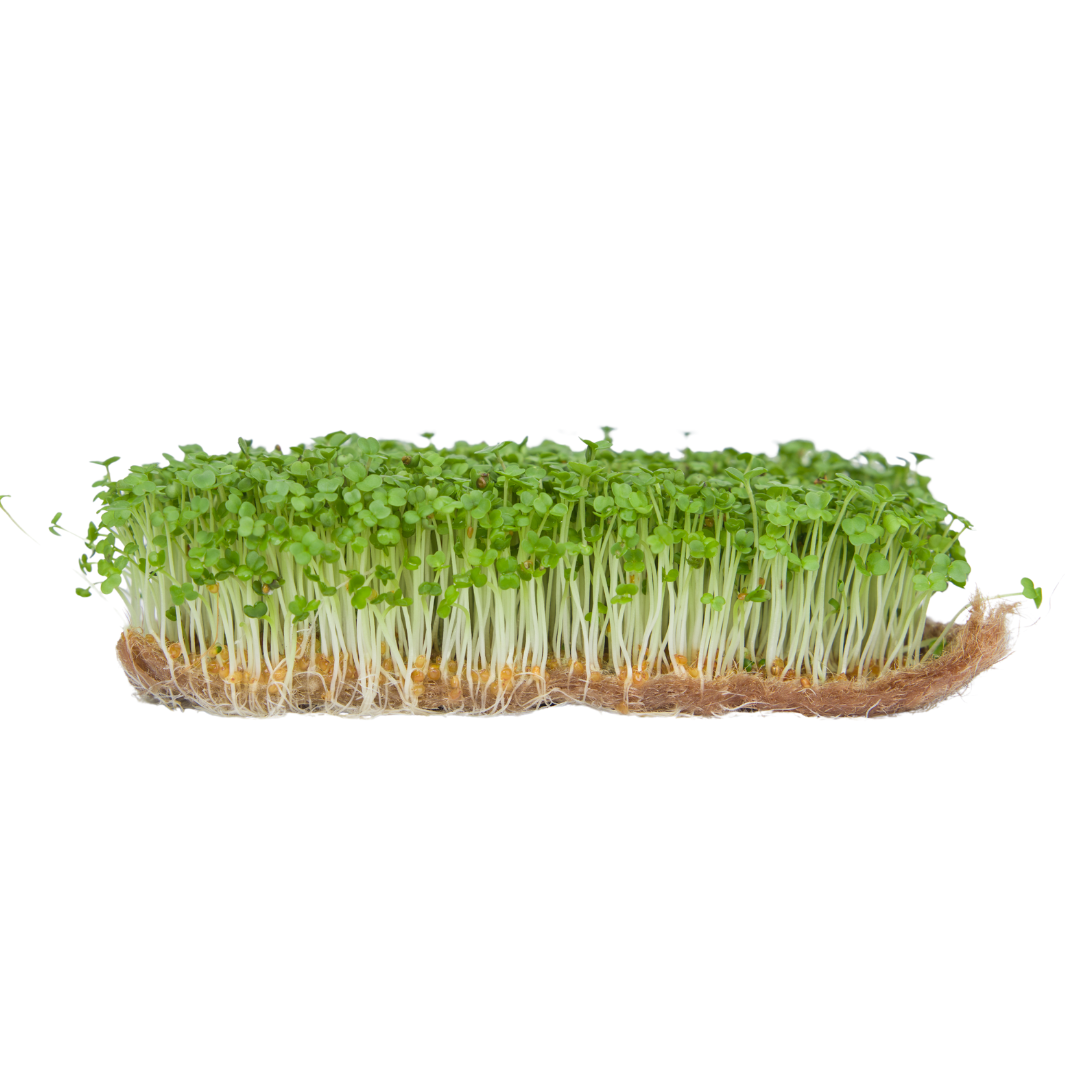 Arugula