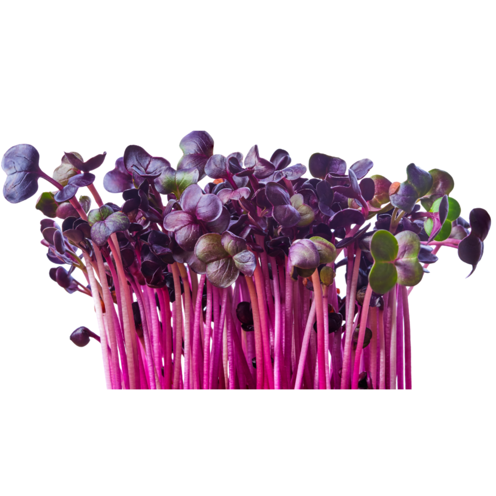 Radish Rambo Purple Microgreens