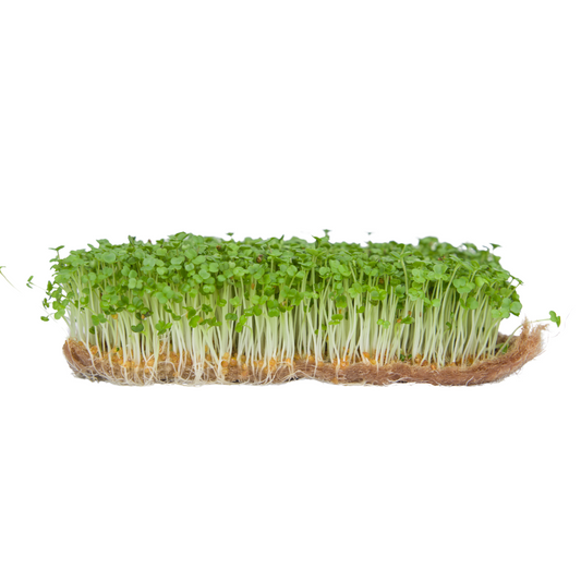Arugula