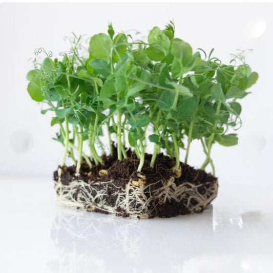 Pea Shoot