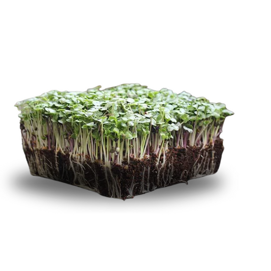 Salad Mix