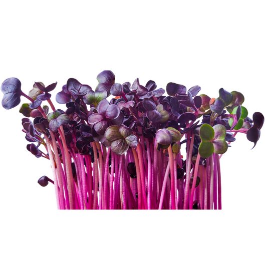 Radish Rambo Purple Microgreens
