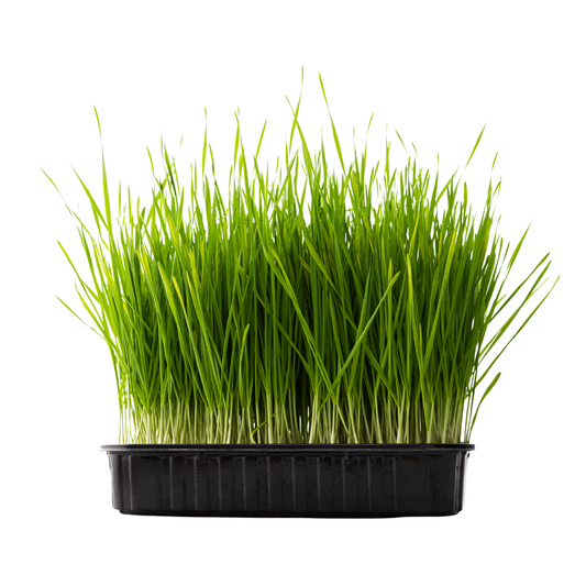 Wheat Hard Red Spring