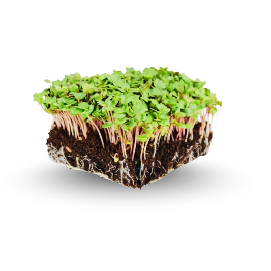 Radish China Rose